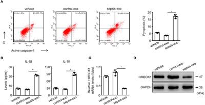 Exosome-Derived From Sepsis Patients' Blood Promoted Pyroptosis of Cardiomyocytes by Regulating miR-885-5p/HMBOX1